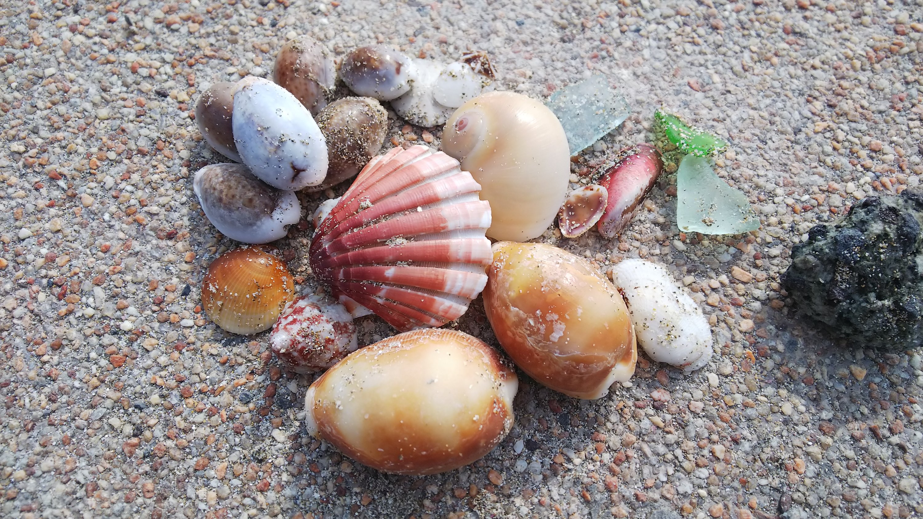 多々戸浜海岸と爪木崎海岸で貝殻とグラスを探すシーコーミング 伊豆１泊旅行 今日はどこ行く 何食べる