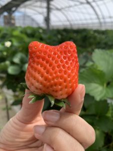 掛川いちご狩り【鈴木農園】