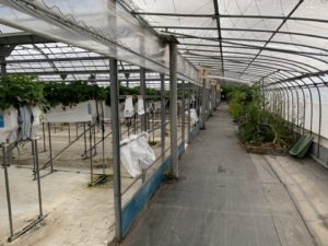 掛川いちご狩り【鈴木農園】