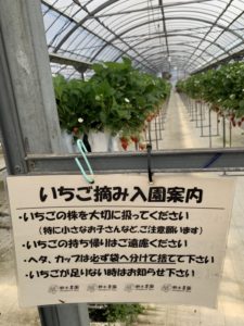 掛川いちご狩り【鈴木農園】