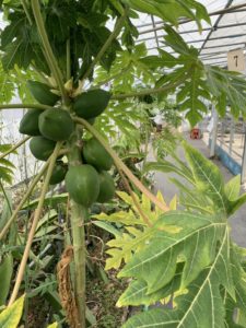 掛川いちご狩り【鈴木農園】