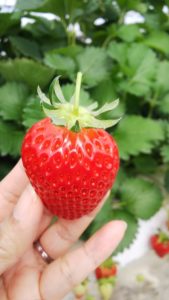 掛川いちご狩り【鈴木農園】