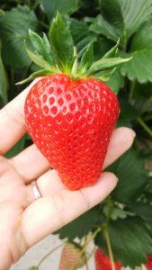 掛川いちご狩り【鈴木農園】