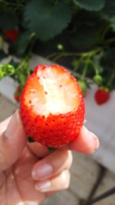 掛川いちご狩り【鈴木農園】