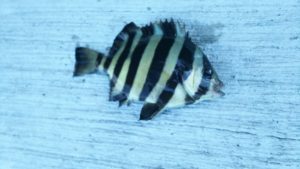 ダヤンテールの釣り 内浦