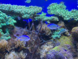 【静岡 観光】東海大学海洋科学博物館 水族館