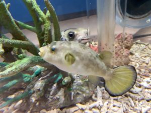 【静岡 観光】東海大学海洋科学博物館 水族館