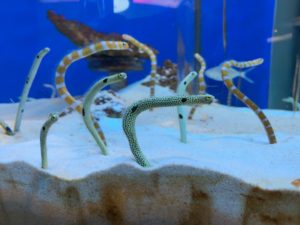 【静岡 観光】東海大学海洋科学博物館 水族館