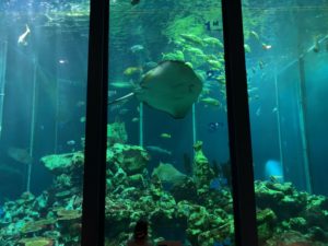 【静岡 観光】東海大学海洋科学博物館 水族館