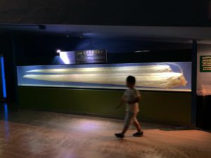 【静岡 観光】東海大学海洋科学博物館 水族館