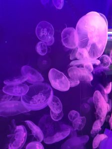 【静岡 観光】東海大学海洋科学博物館 水族館
