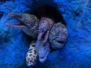 【静岡 観光】東海大学海洋科学博物館 水族館