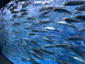【静岡 観光】東海大学海洋科学博物館 水族館