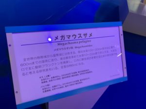 【静岡 観光】東海大学海洋科学博物館 水族館
