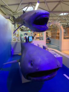 【静岡 観光】東海大学海洋科学博物館 水族館