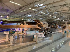 【静岡 観光】東海大学海洋科学博物館 水族館
