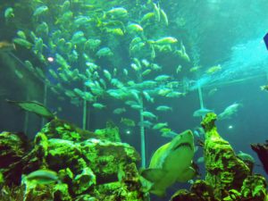 【静岡 観光】東海大学海洋科学博物館 水族館
