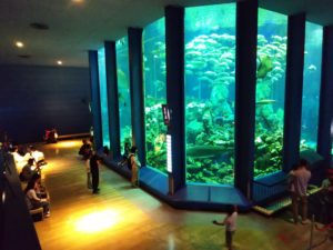 【静岡 観光】東海大学海洋科学博物館 水族館