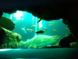 【静岡 観光】東海大学海洋科学博物館 水族館