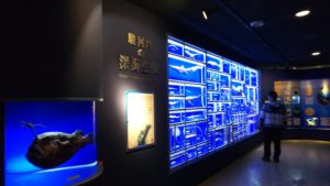 【静岡 観光】東海大学海洋科学博物館 水族館