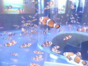 【静岡 観光】東海大学海洋科学博物館 水族館