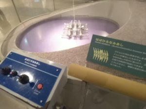 【静岡 観光】東海大学海洋科学博物館 水族館