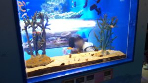 【静岡 観光】東海大学海洋科学博物館 水族館
