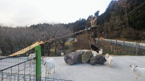 やぎの木登りガーデンカフェ 富士宮 ダヤンテールblog