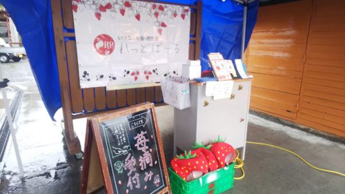 富士宮市 いちご狩り れっどぱーる ダヤンテールblog