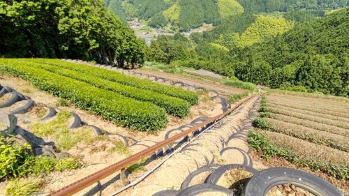 静岡県 天空の茶の間【豊好園】ダヤンテールblog