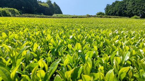 静岡県 天空の茶の間【豊好園】ダヤンテールblo