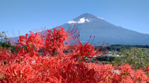 富士山観光交流ビューロー『べっぴん・男前証明』ダヤンテールblog