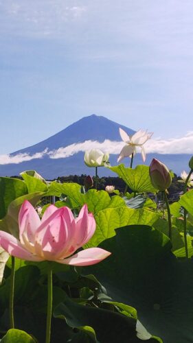 富士山観光交流ビューロー　ダヤンテールblog