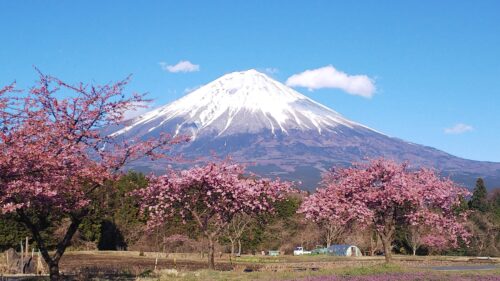 2022年4月 富士宮市桜開花状況とお勧めスポット　ダヤンテールblog