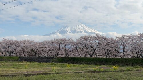 2022年4月 富士宮市桜開花状況とお勧めスポット　ダヤンテールblog