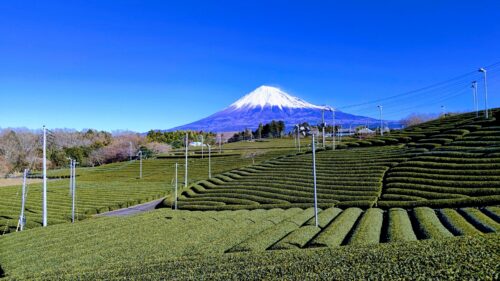 富士市 【海と富士山の茶の間】ダヤンテールblog