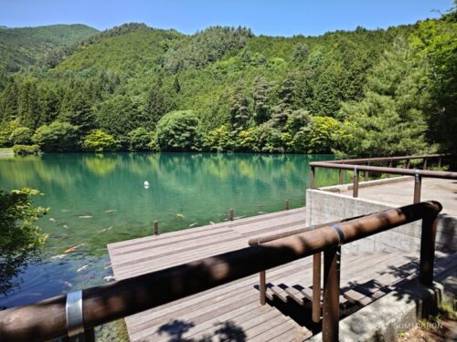 山梨県【レストハウス伊奈ヶ湖】森の中の小さなカフェレストランで手作りケーキ!白鳥がいる綺麗な湖散策も!ダヤンテールblog